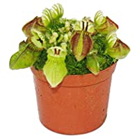 Los mejores  - Carnivorous Plant - Mocassin Plant - Cephalotus Follicularis - 9cm Pot - Rarity